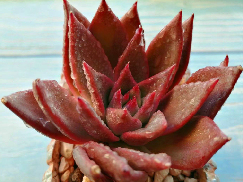 多肉中的威武将军胜者骑兵养出状态后色彩浓烈霸气十足