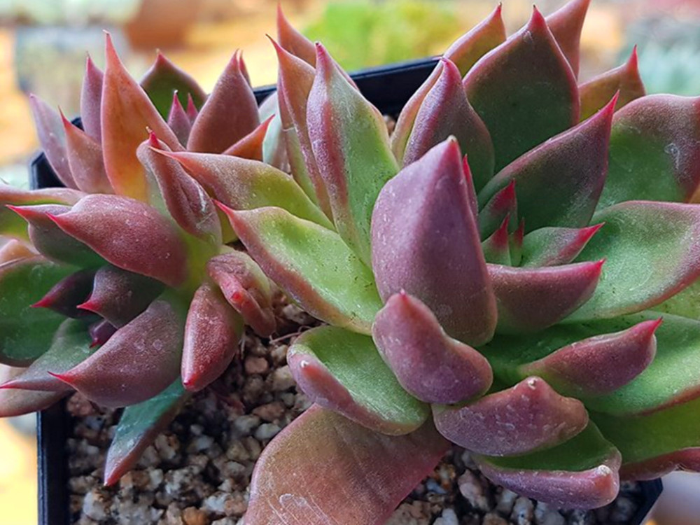 多肉中的威武将军胜者骑兵养出状态后色彩浓烈霸气十足