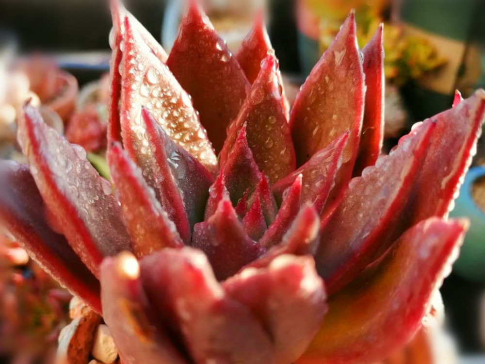 多肉中的威武将军胜者骑兵养出状态后色彩浓烈霸气十足