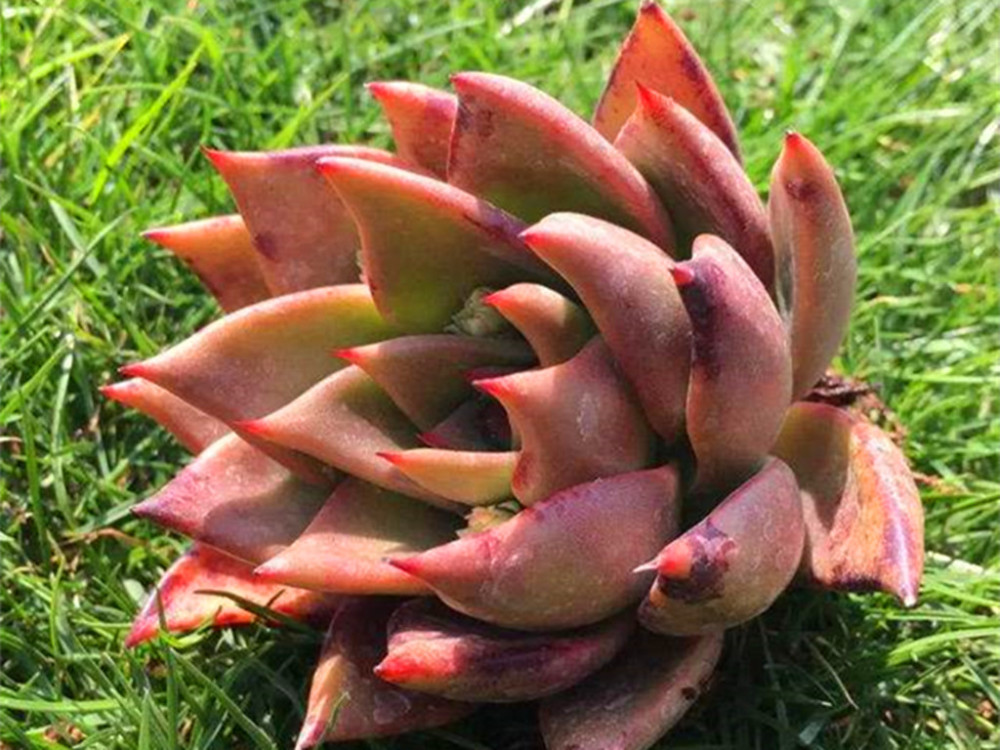 多肉中的威武将军胜者骑兵养出状态后色彩浓烈霸气十足