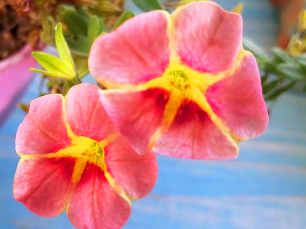 一年生草本花卉,秋天搬入室內還能開花嗎?養護好還能開上兩個月