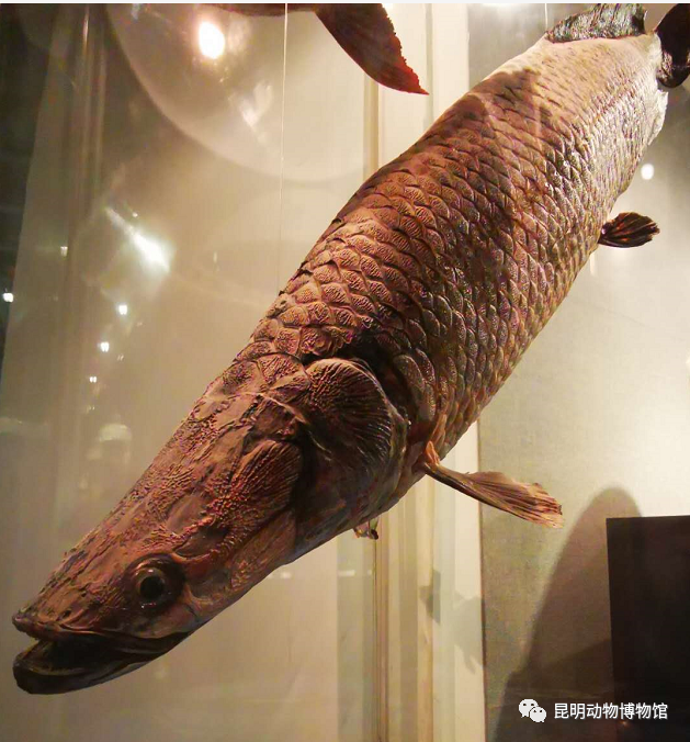 拉丁名:arapaima gigas,英文名:pirarucu在昆明动物博物馆一楼鱼类展