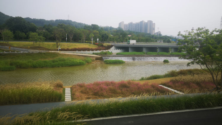 走访楼村湿地公园,茅洲河碧道试点段建设项目(光明段),了解项目进展