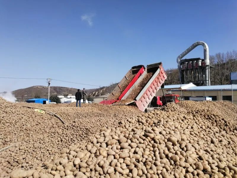 红峰淀粉公司:马铃薯收购加工忙_腾讯新闻