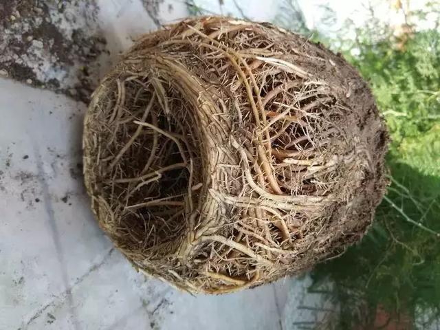 冬天文竹有"4怕",做错了就"黄叶,掉渣子",难怪过不了冬