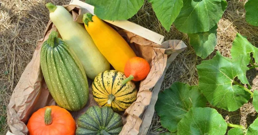 果实|珍惜这些美食，要不是人类它们在1万年前就灭绝了