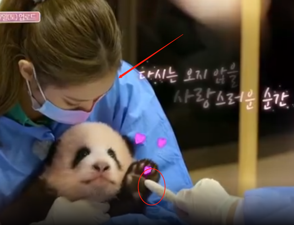 韩国女团录制综艺，成员jennie带妆抱百天熊猫宝宝引争议（组图） - 7