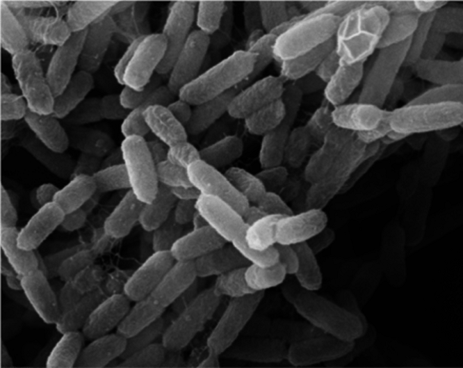 寄生在"印鼠客蚤"身上的鼠疫耶尔森氏菌自然也就能够轻而易举的侵入