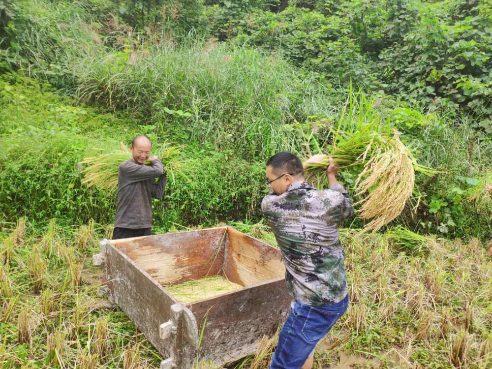 我是县长分配到打谷子的步骤中,我只打过一次谷子,两只手握着谷穗,把