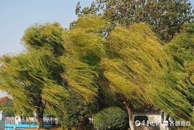 深秋大风起,济南落叶纷飞满地金