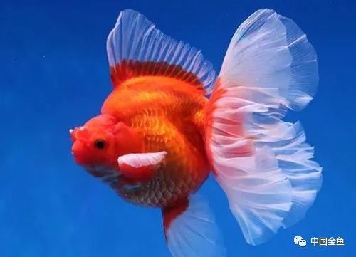 最适合侧视的10个 佳丽 养眼又养心 腾讯新闻