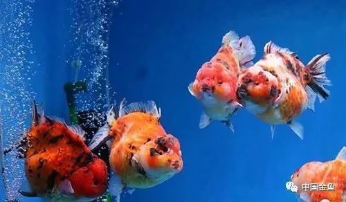 最适合侧视的10个 佳丽 养眼又养心 腾讯新闻