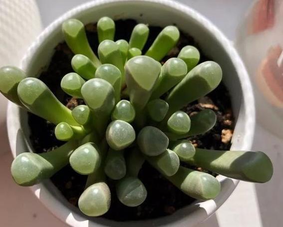 11月室内盆栽多肉植物 注意3细节就不易冻坏茎叶 盆栽 多肉