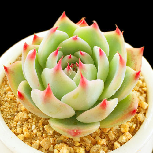 养多肉5年 总结出最好用的多肉花盆 透气不积水 肉肉长势旺 腾讯网