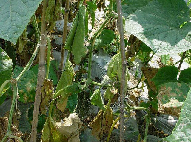 大棚黄瓜根腐病叶面喷什么肥?黄瓜抗重茬用什么肥料?