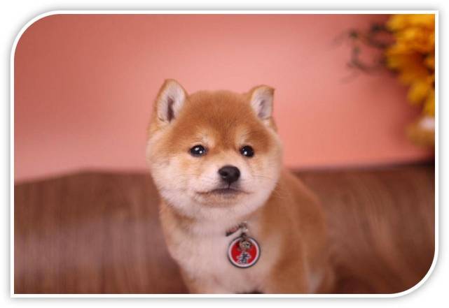 关于柴犬你必须要知道 纯种柴犬和串串的区别 腾讯网