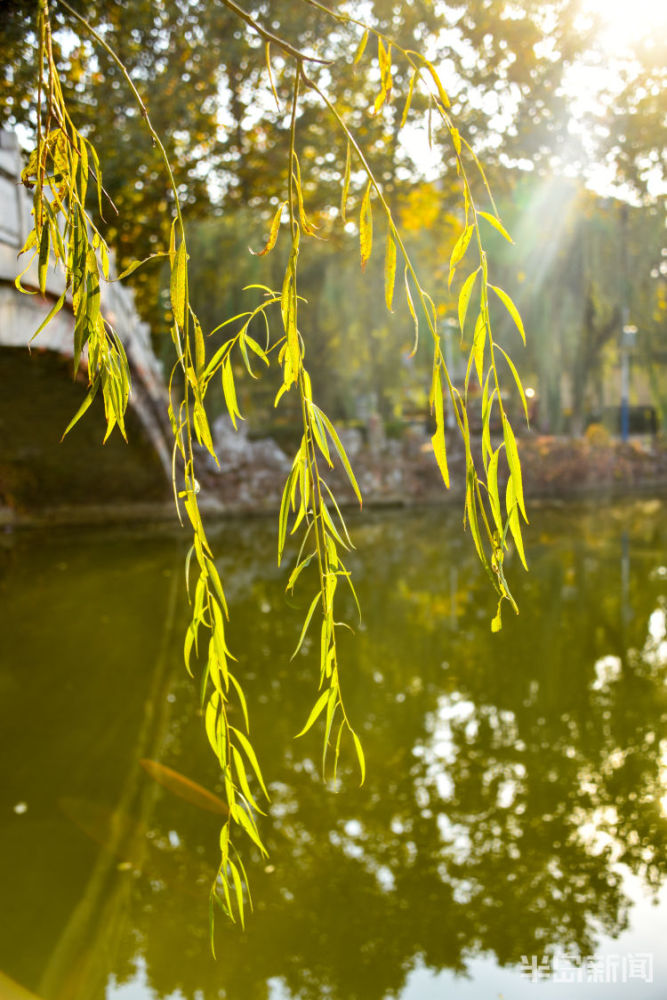 落叶纷飞银杏黄平度秋美呆了