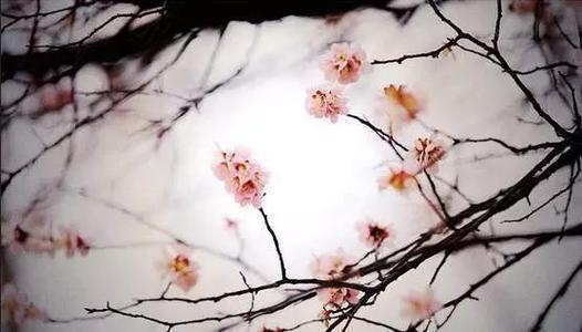 刘克庄|“东风谬掌花权柄，却忌孤高不主张”——刘克庄《落梅》精析