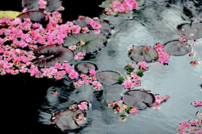 刘克庄|“东风谬掌花权柄，却忌孤高不主张”——刘克庄《落梅》精析