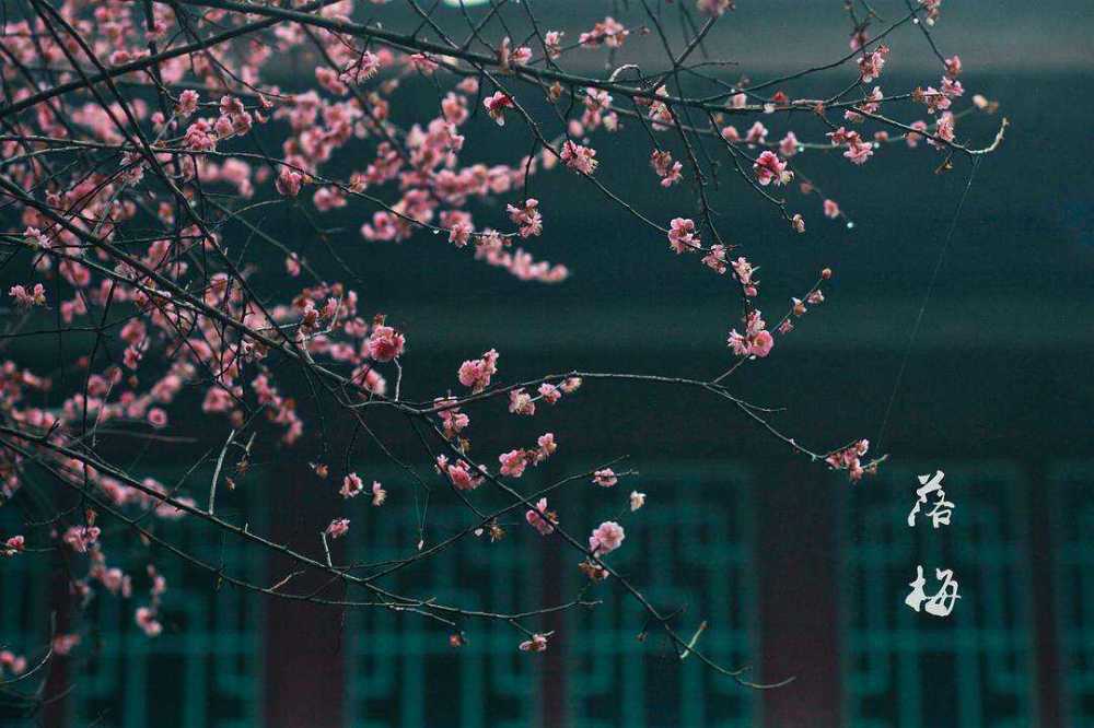 刘克庄|“东风谬掌花权柄，却忌孤高不主张”——刘克庄《落梅》精析