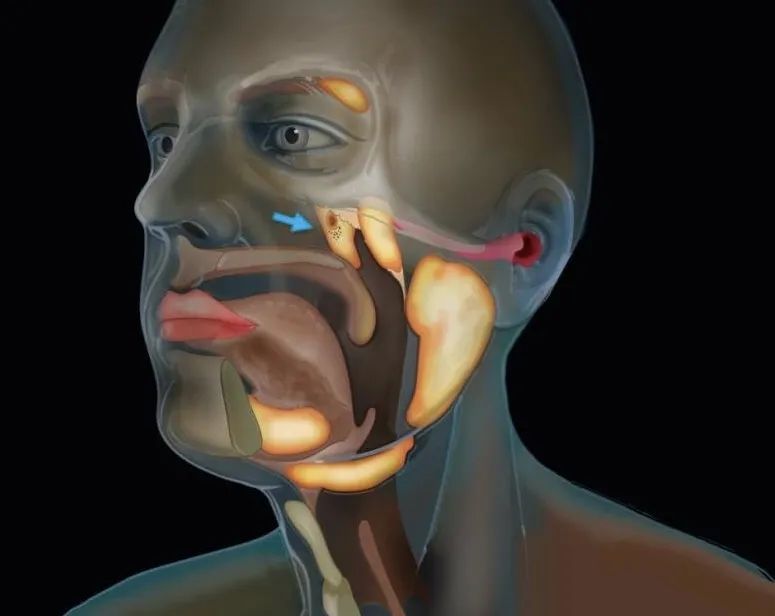 癌症|我们还在进化？科学家意外发现人体新器官