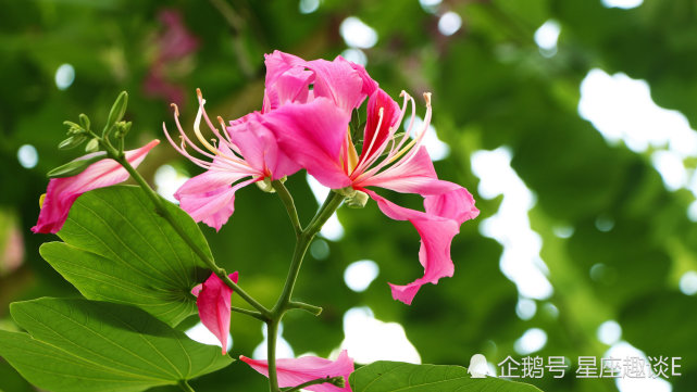 11月6日星座运势 贵人相助 诸事顺遂的四大星座 水瓶座 狮子座 双子座 星座运势 贵人 星座