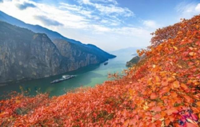 又到满山红叶时 层林尽染好风光 奉节漫山红叶邀您共享 红叶盛宴 红叶 奉节县 长江三峡 等到满山红叶时 黄栌 夔门