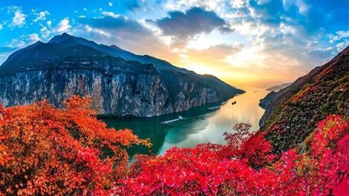 又到满山红叶时 层林尽染好风光 奉节漫山红叶邀您共享 红叶盛宴 红叶 奉节县 长江三峡 等到满山红叶时 黄栌 夔门