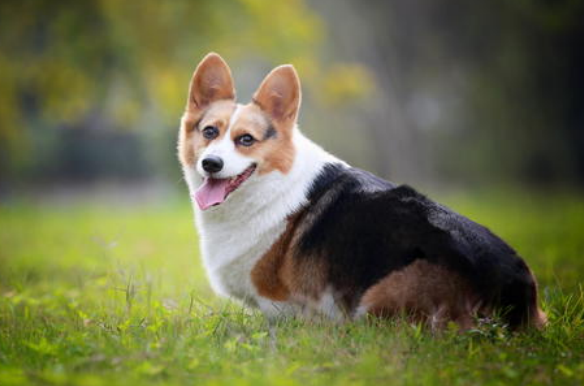 幼犬柯基嘴巴臭 狗粮 柯基 幼犬 柯基幼犬 口腔异味 羊奶粉