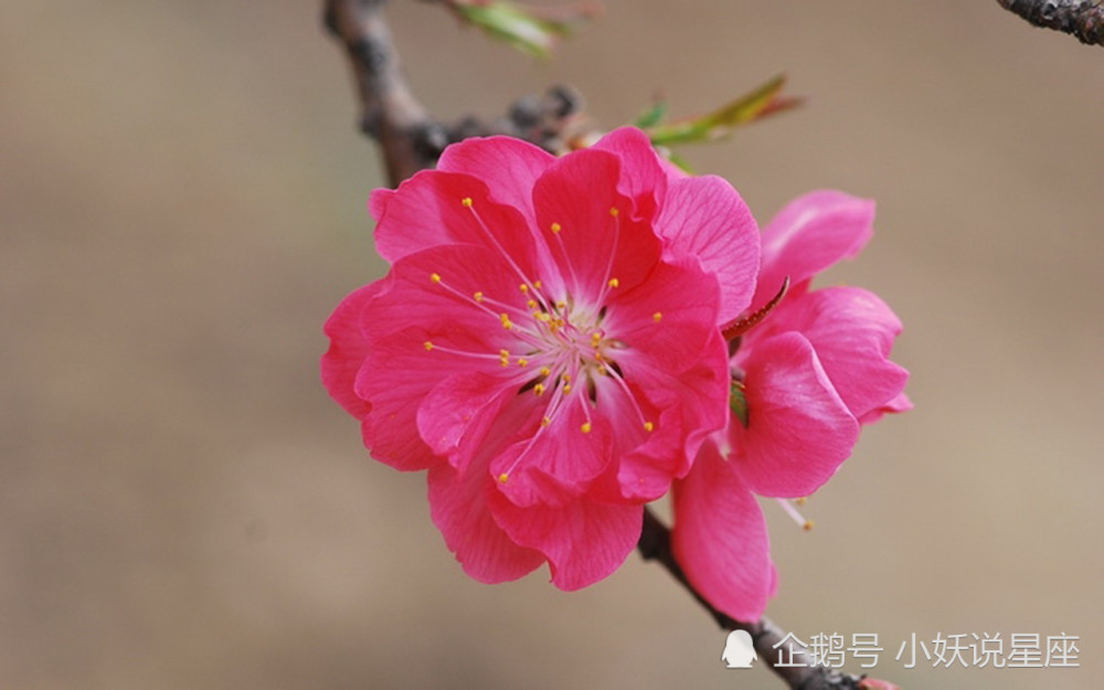 11月6日星座运势 东山再起 大放异彩的四大星座 腾讯新闻