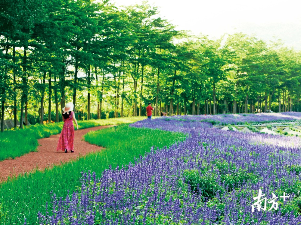 江门市民诗意厦门邀你体验六大主题线路