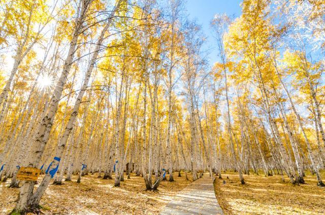 国内秋季最美的景区 满眼一篇金黄色 景区只有一种树木组成 白桦 自然风光 白桦林景区 白桦林