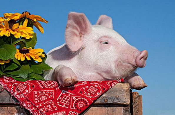 属猪人 2月25号不宜出门办事 你知道2月25号是什么日子吗 腾讯新闻