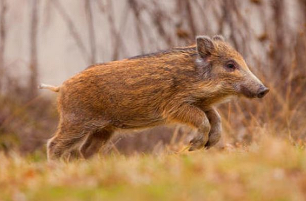 属猪人 2月25号不宜出门办事 你知道2月25号是什么日子吗 腾讯新闻