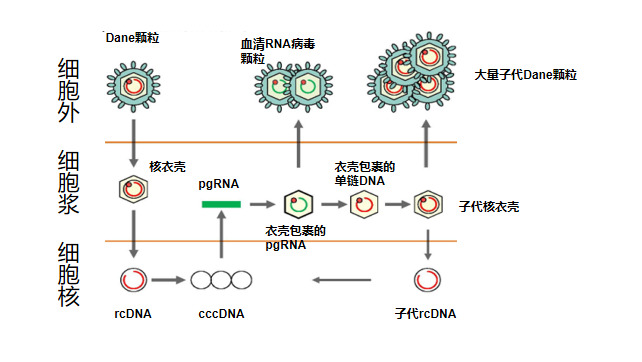 5 kb pgrna是病毒逆转录及翻译hbv聚合酶和核心蛋白的模板[6.