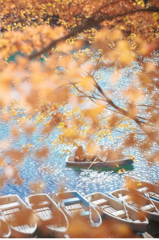 你的秋天应该有这些温柔且治愈的画面