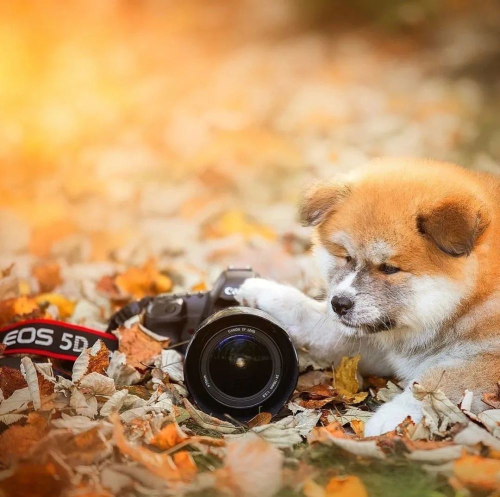 你的秋天应该有这些温柔且治愈的画面