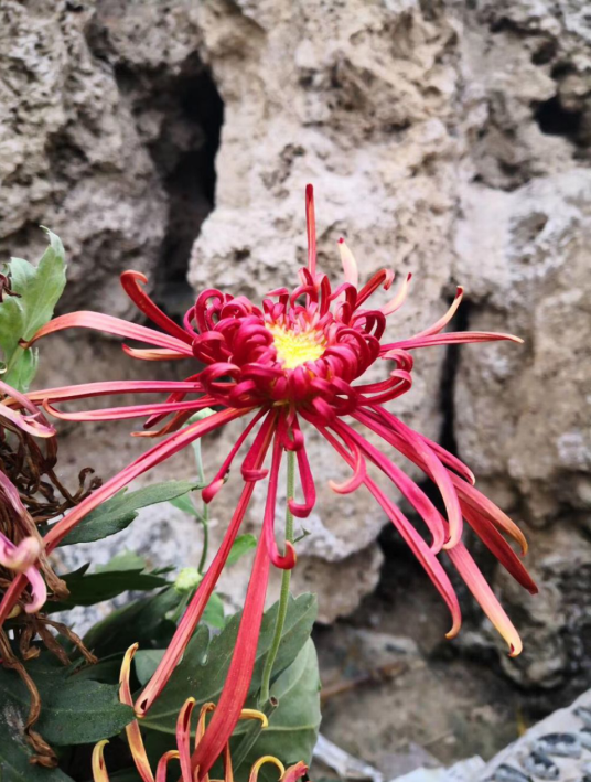 遙念故園叢簇菊,白黃參錯透芬芳.秋風撫落梧桐