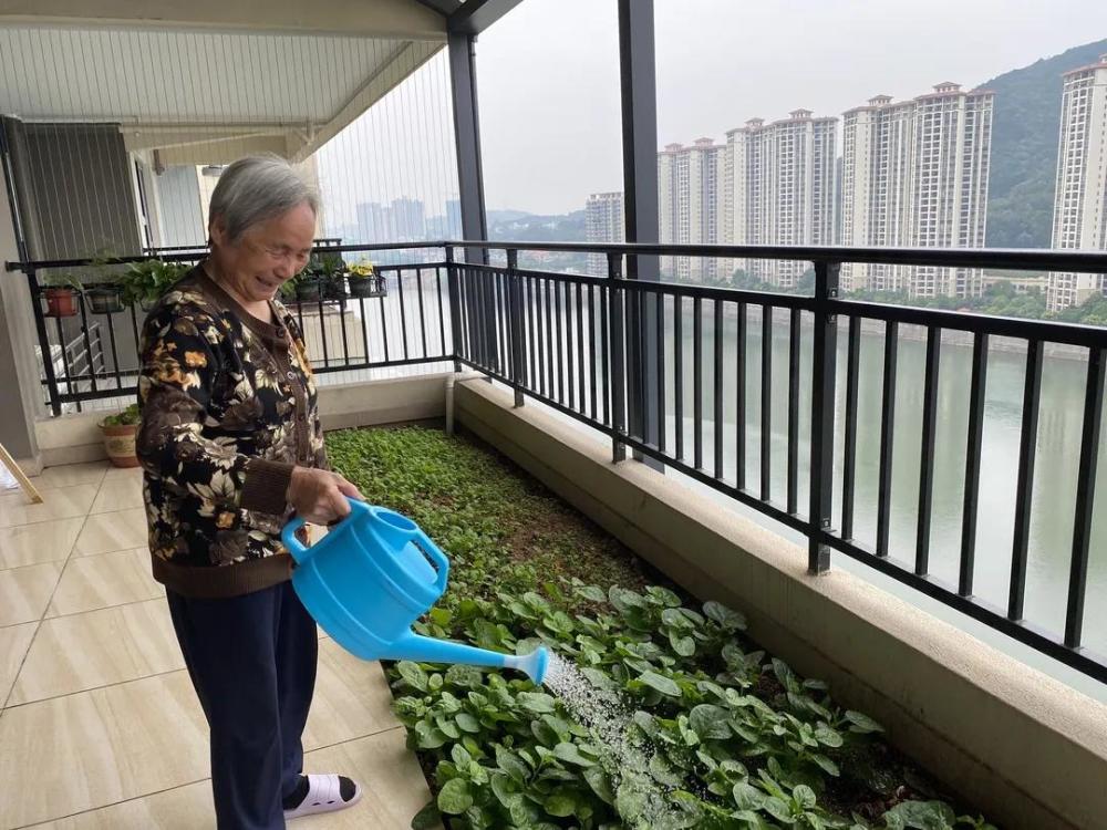 种菜达人卢奶奶,打造开心农场阳台版