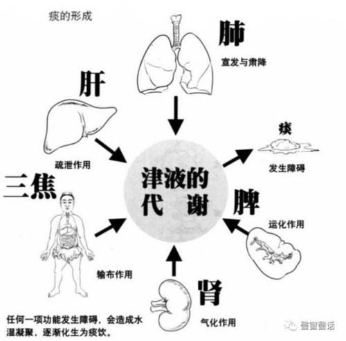 为什么人会有痰 气管 黏液 分泌物 细胞