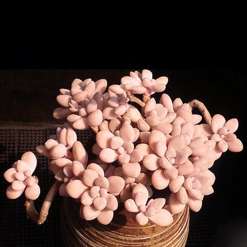 多肉艾伦难上色教你2个笨办法叶片粉嫩饱满长成小老桩