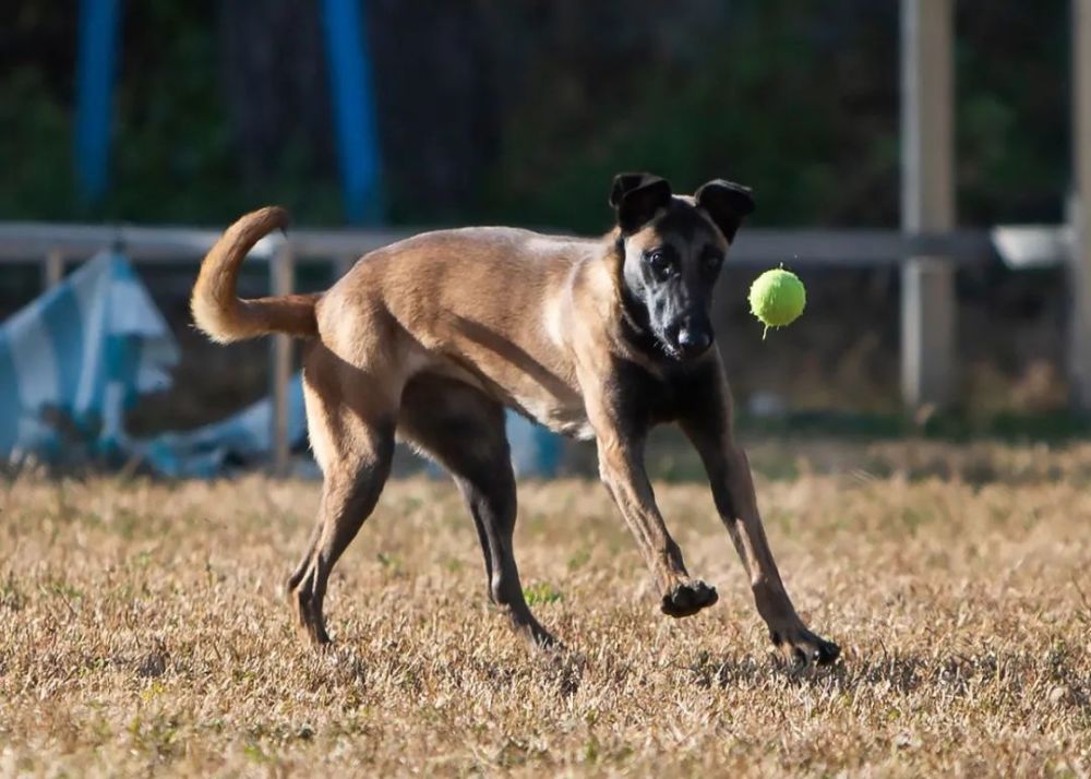 又稱英國激飛烈犬,英國跳獵犬