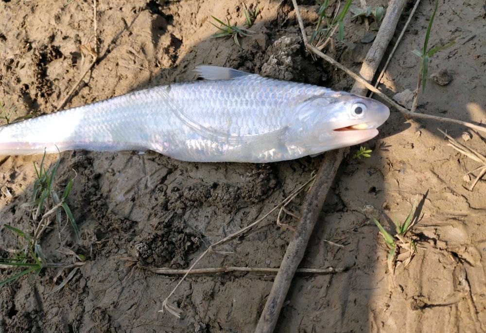 江苏钓鱼人河里钓起"大白条",网友:你摊上大事了!_腾讯新闻