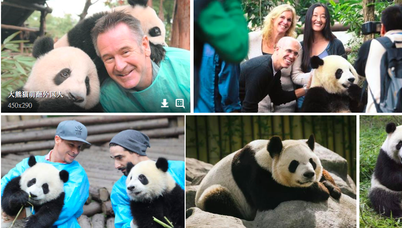 综艺节目又惹事抱熊猫亲海豚错误示范何时休