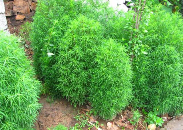 美国人不知道处理的扫把草,中国人当成菜,不知道怎么吃才是本|风滚草