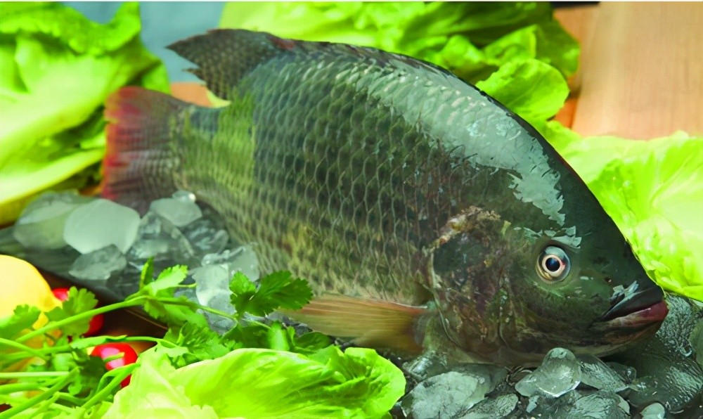 罕有的日本kinki鱼都没有国内罗非鱼好吃