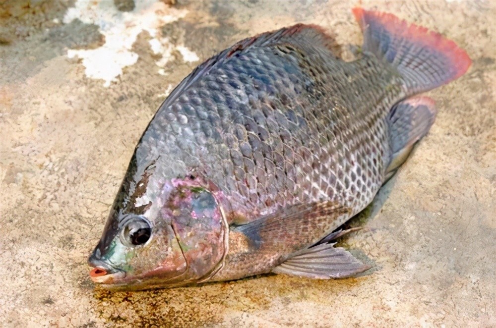 罕有的日本kinki鱼都没有国内罗非鱼好吃