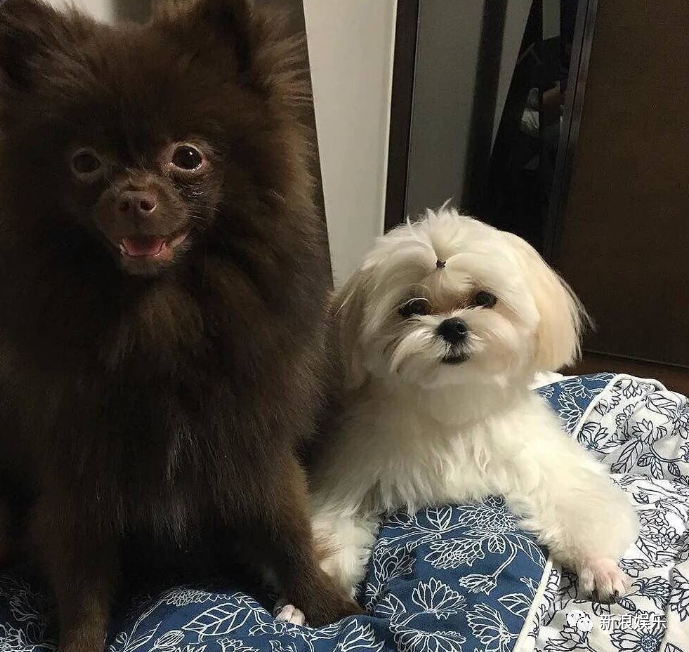 lisa养的是两只猫,leo和luca