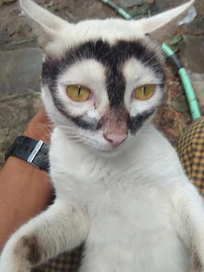 "我寻思着一只猫的花色有多奇怪,直到我看了这些猫,差点笑喷!