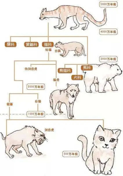 他们有中华古猫,剑齿虎,古中国虎,远东北亚巨虎,杨氏虎,霸王猇,彪